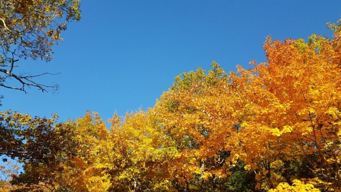 fall foliage