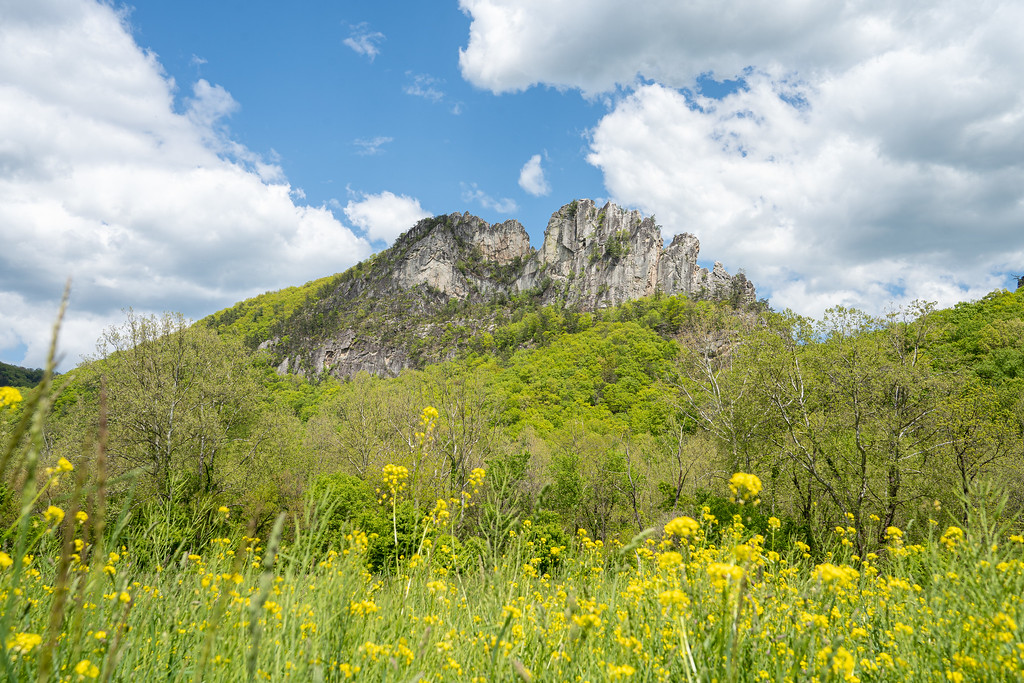 Seneca Rocks with wildflowers