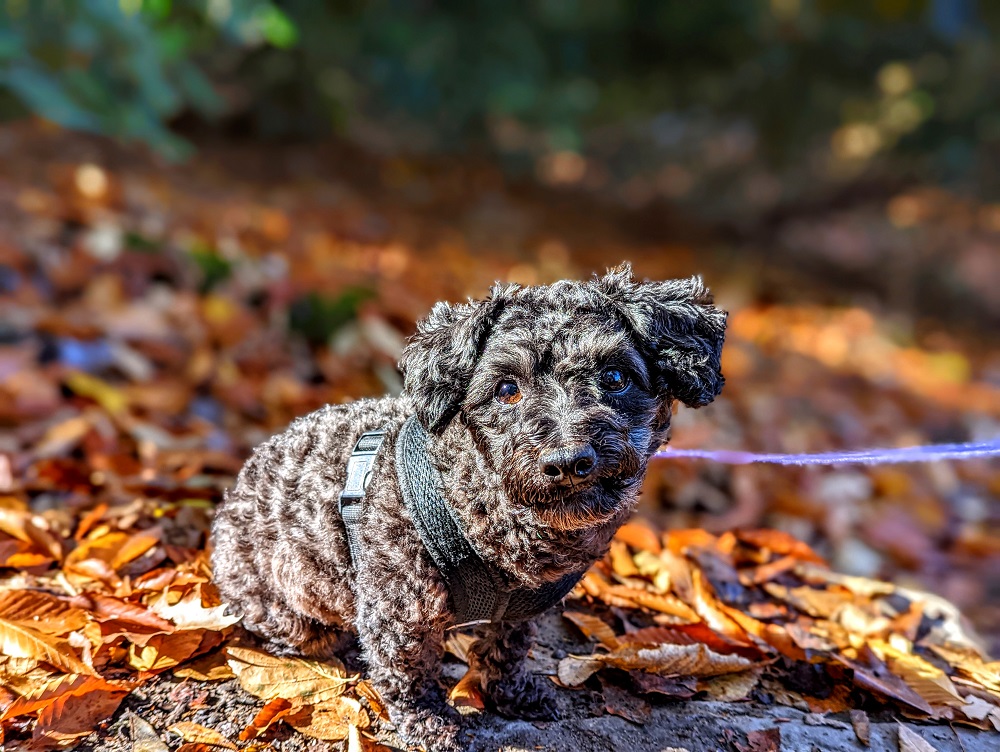 Truffles posing in the leaves