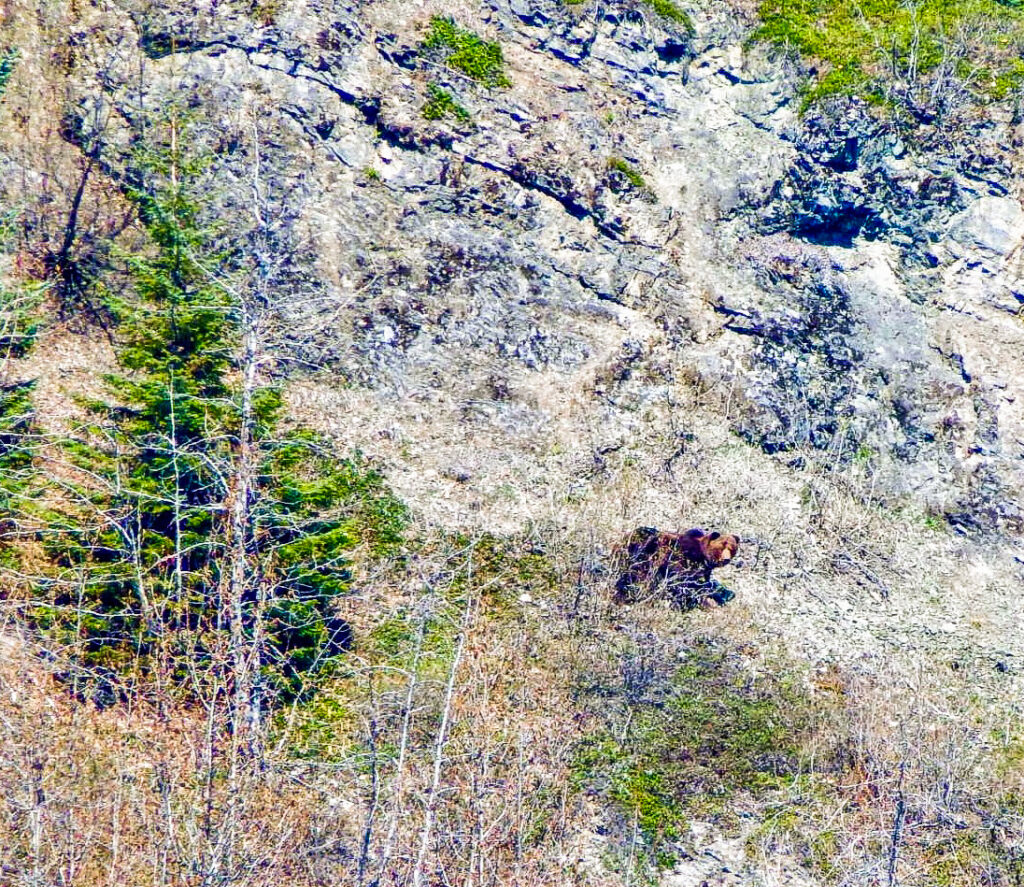 A brown bear in the wild.