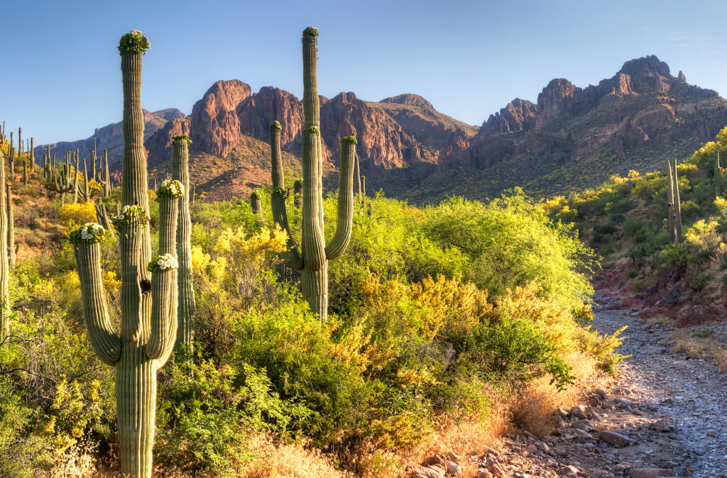 A trail in the Superstition Wilderness.