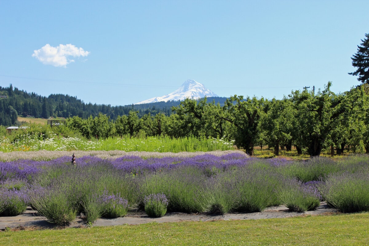 Lavender on the Drive Around Mount Hood