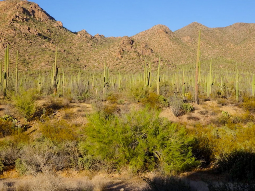 Cacti and mountains at Saguaro National Park in the fall