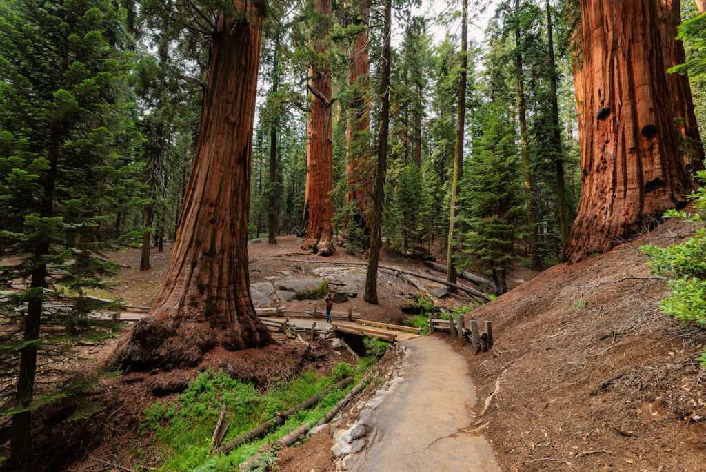 Giant Sequoias Forest. Sequoia National Forest in California Sierra Nevada Mountains.