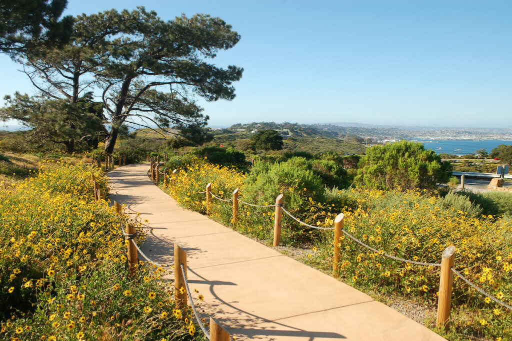 Wide pathway with yellow daisies at Cabrillo National Monument, San Diego, California.