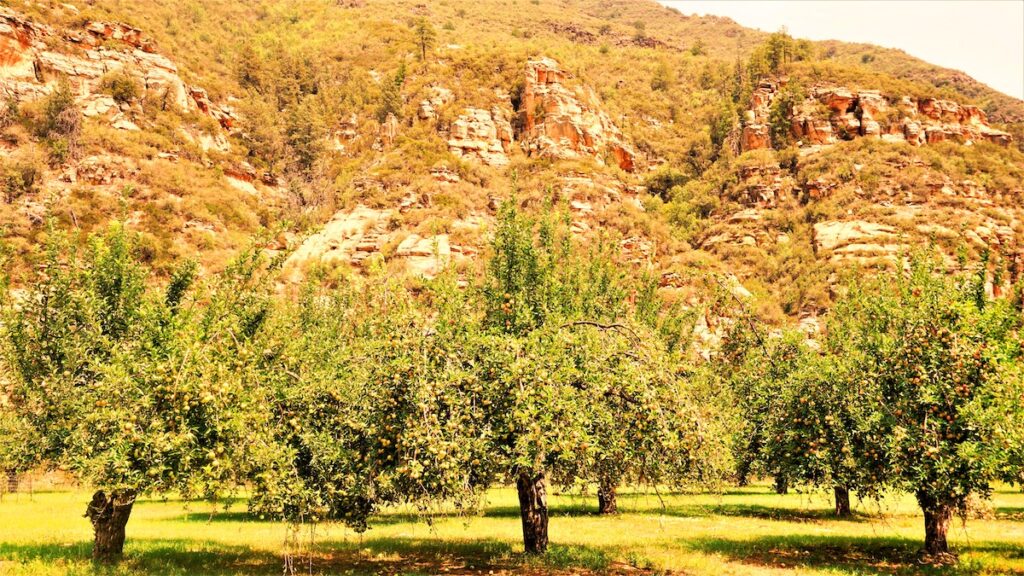 The apple orchard at Slide Rock State Park In Sedona, Arizona.