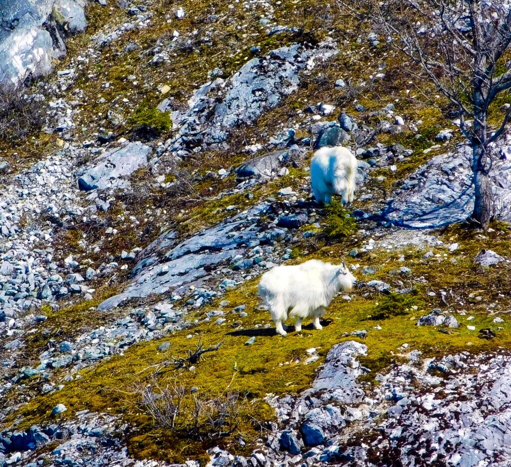 Wild goats near Gloomy Knob in Alaska.